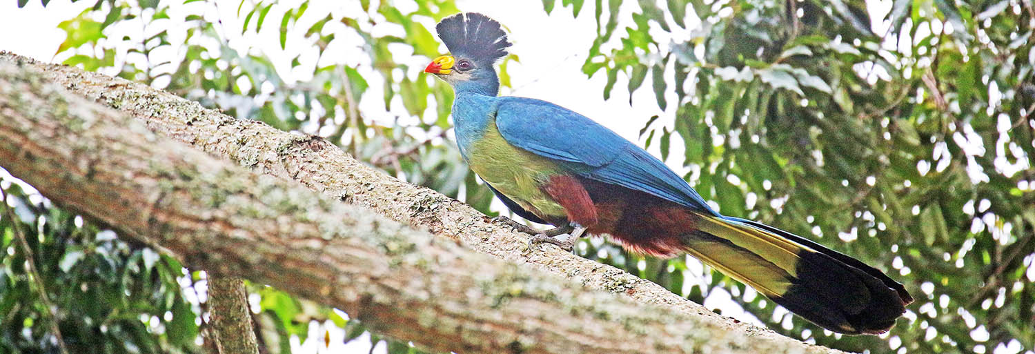 turcao-great-blue-entebbe