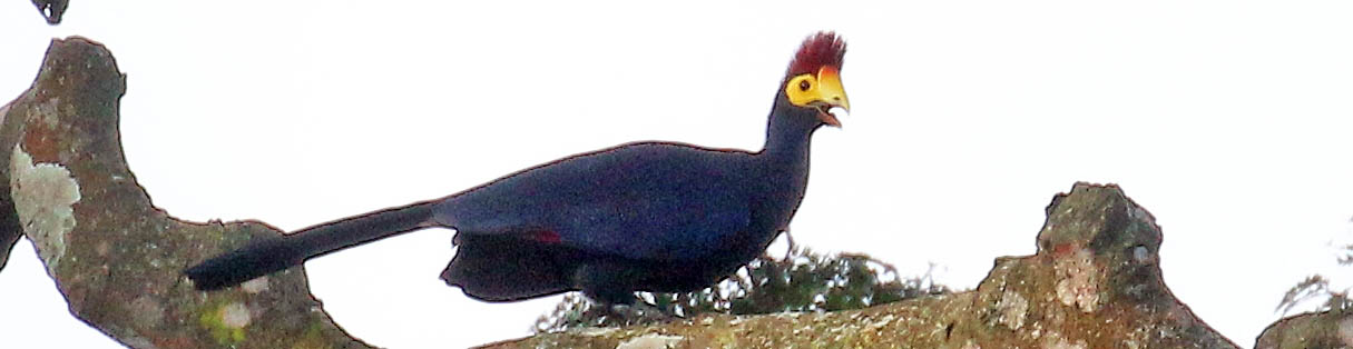 turaco-ross-entebbe