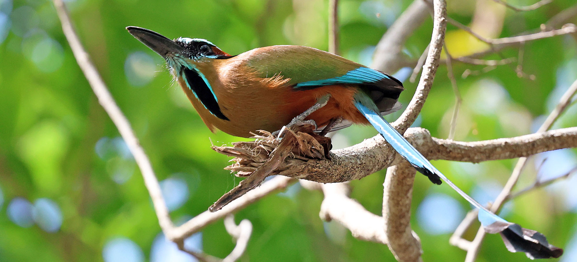 motmot-turqoiuse-crowned-muyil