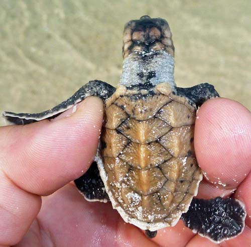 turtle-hawksbill-hatchling