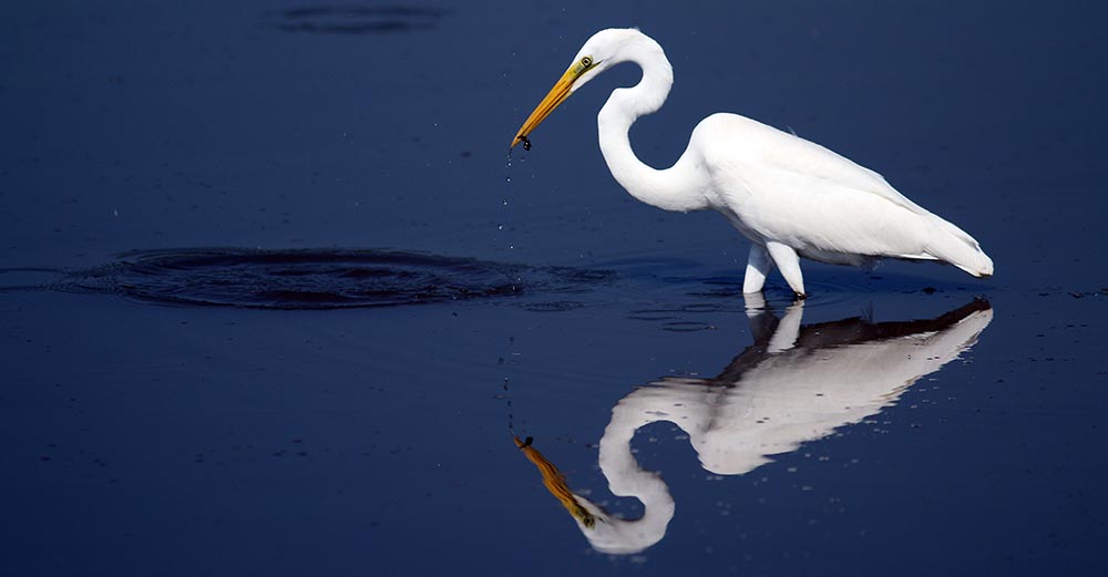 Great Egret feeding (image by Damon Ramsey)