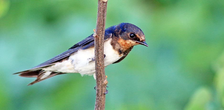 Swallow (image by Damon Ramsey)