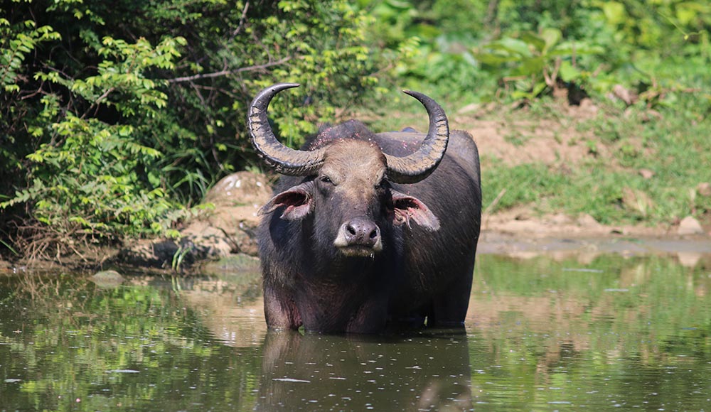 udawelawa-water-buffalo
