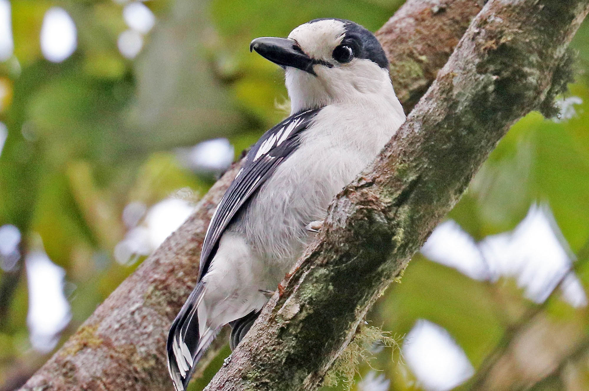 vanga-hook-billed-andasibe