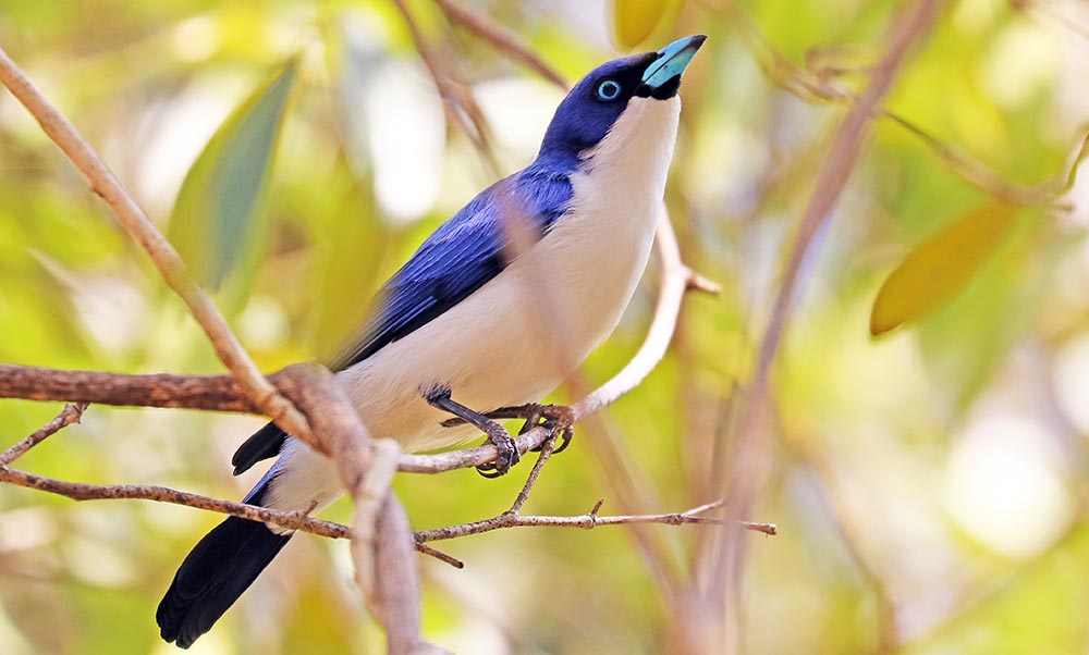 vanga-madagascan-blue