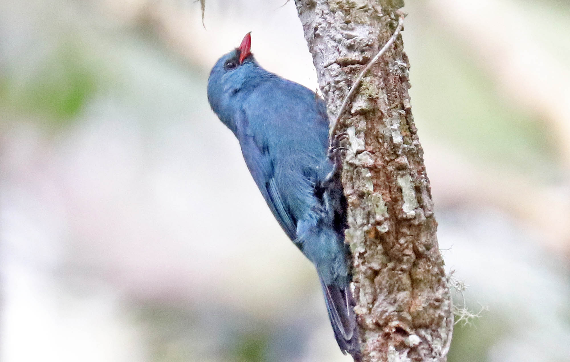 vanga-nuthatch-andasibe