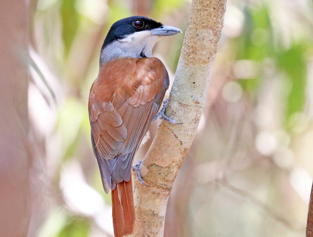 vanga-rufous