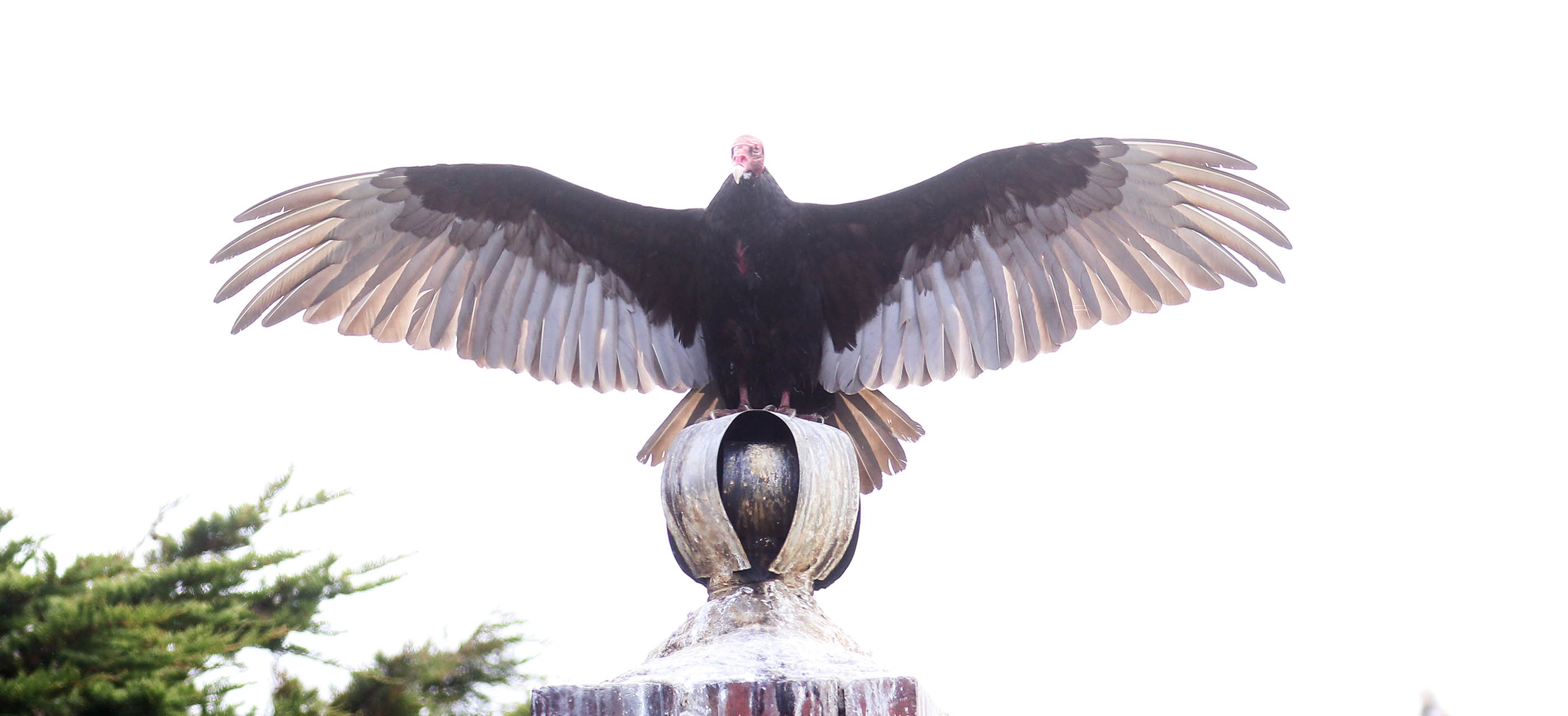 vulture-turkey-falklands