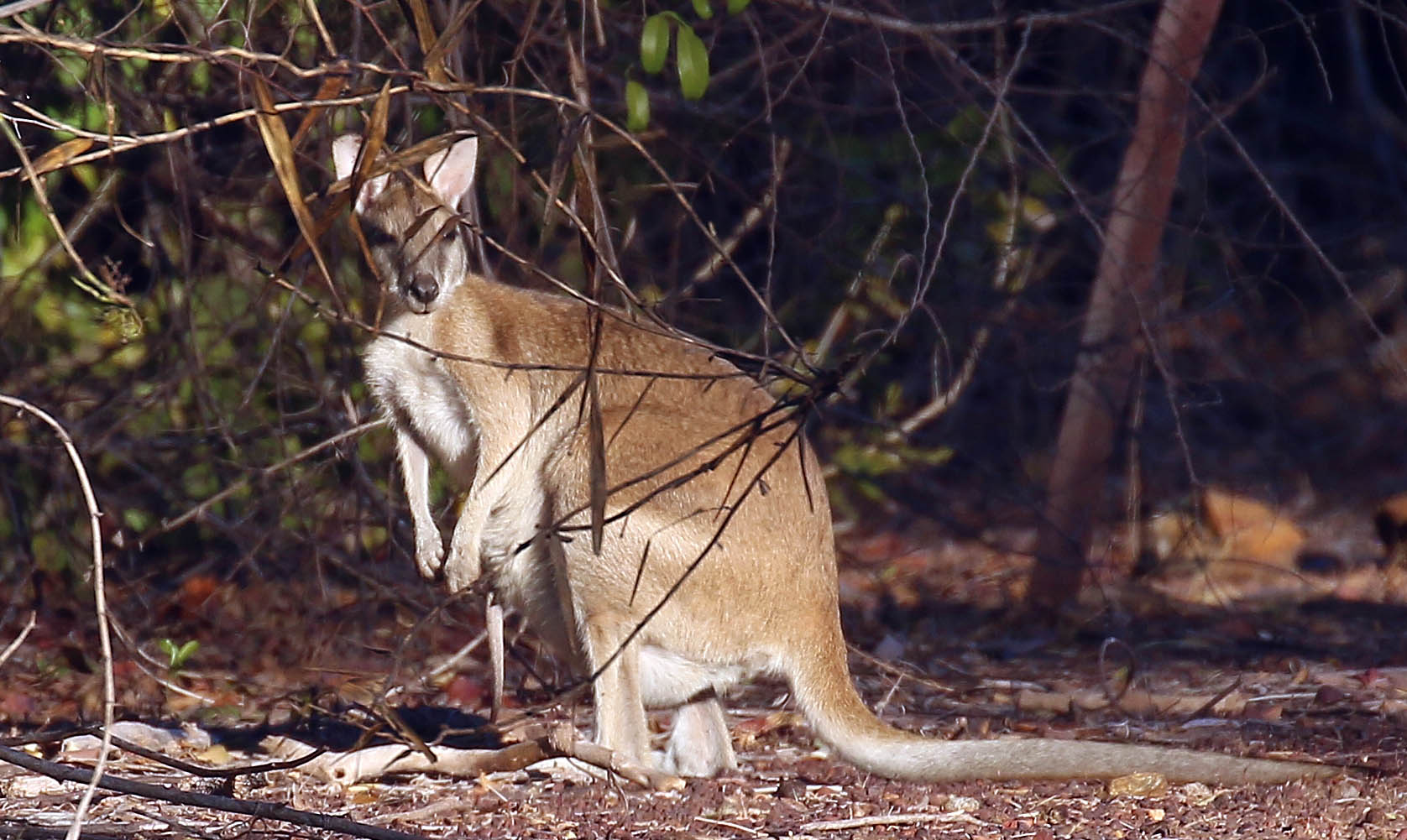 wallaby-agile-darwin