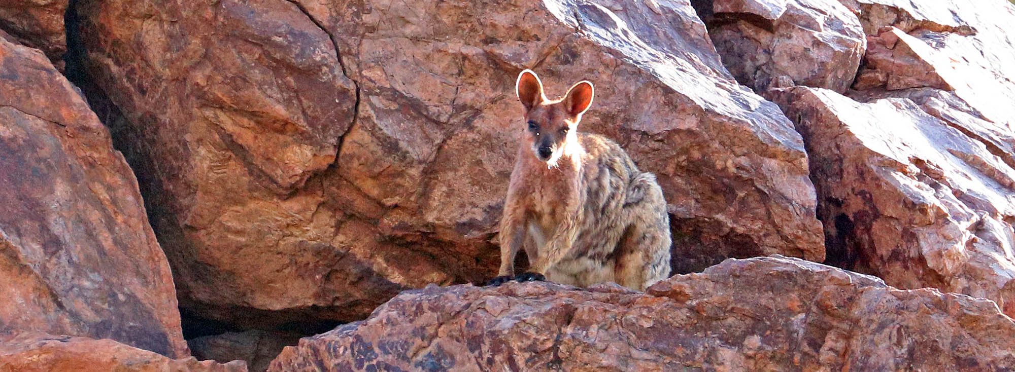 Purple-necked Rock Wallaby (image by Damon Ramsey)