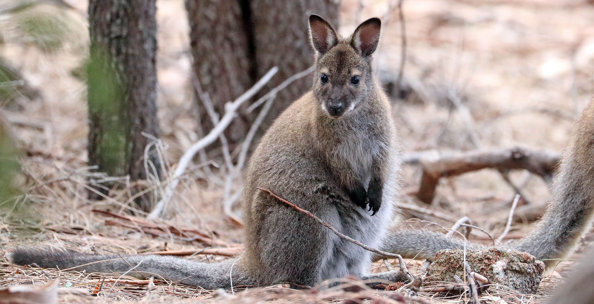 wallaby-red-necked-bennets-wineglass