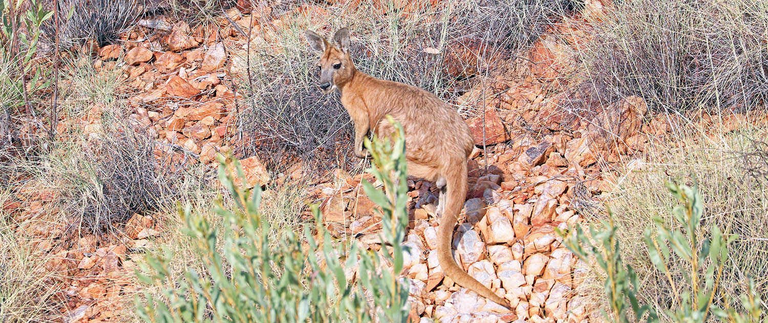 wallaroo-mt-isa