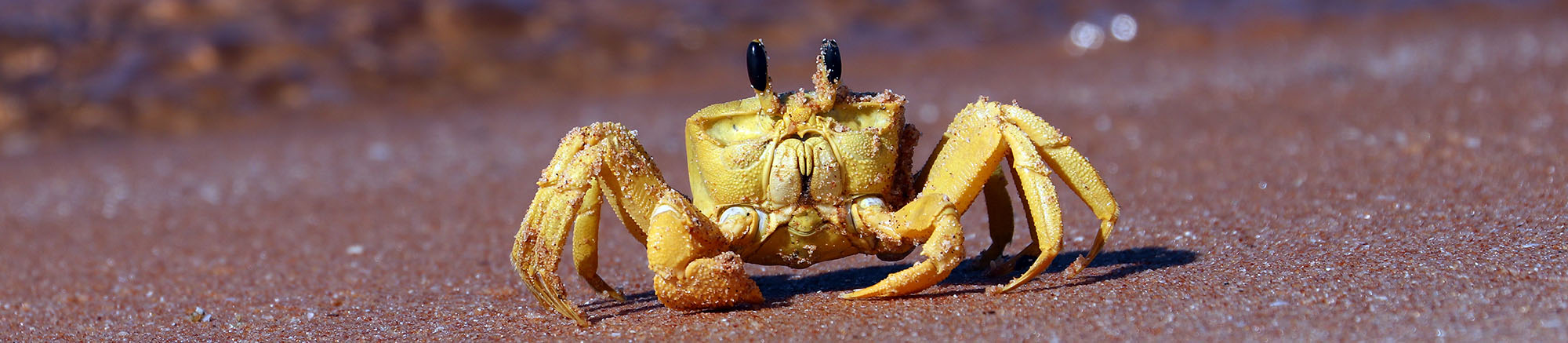 wanamalu-golden-ghost-crab