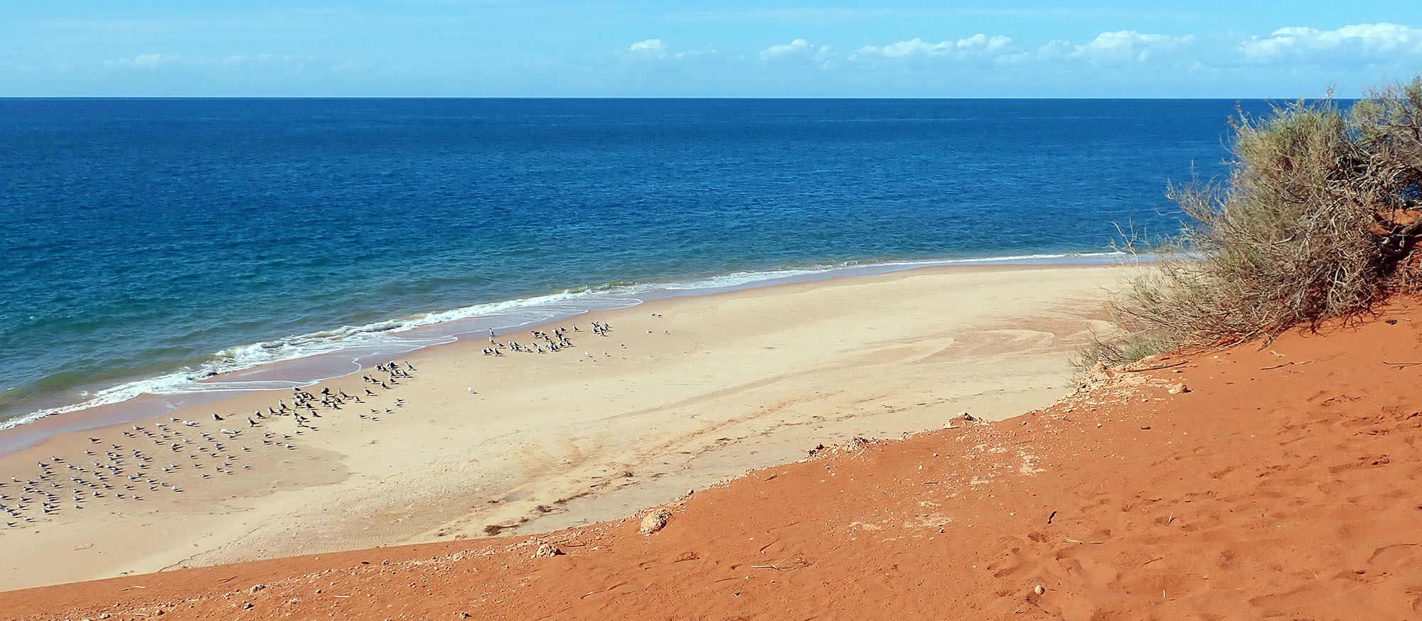 wanamalu-beach-birds