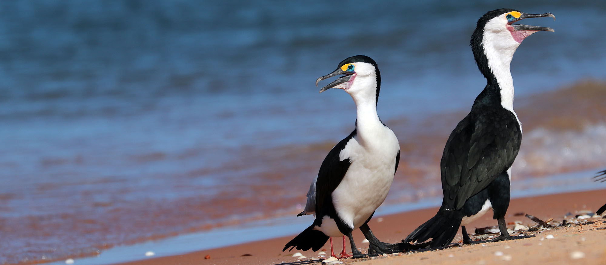 wanamalu-cormorants