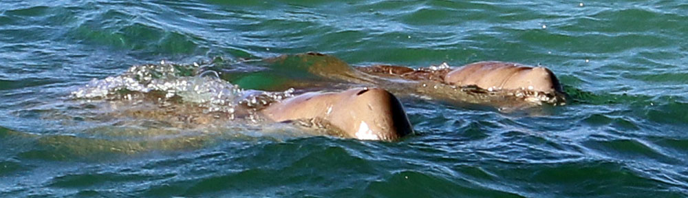wanamalu-dugongs