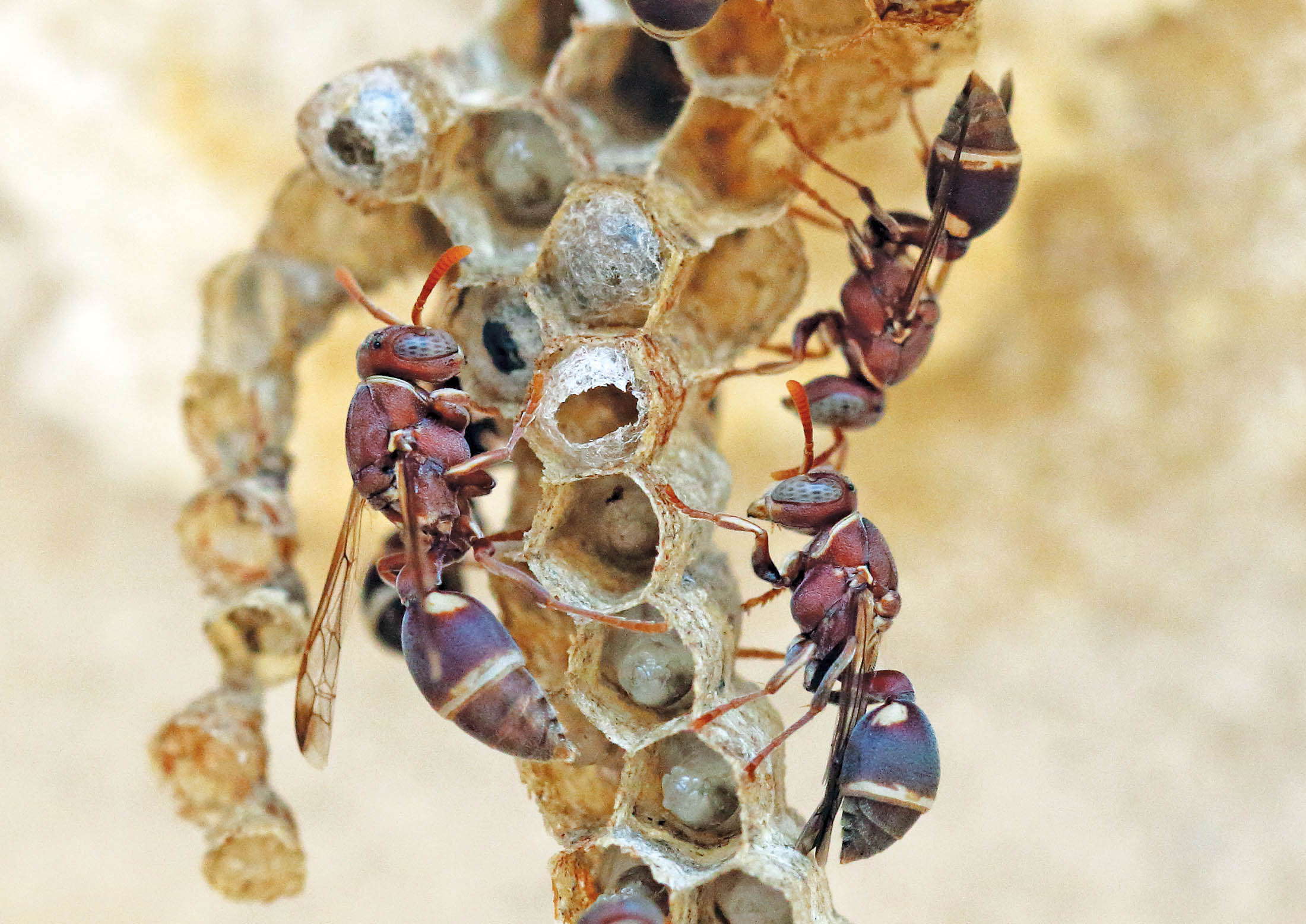 wasp-ropalidia-