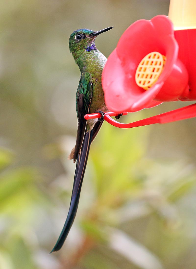 waychega-hummingbird-feeder