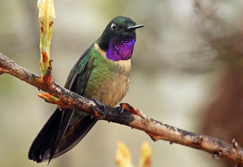 waychega-hummingbird-purple-throat