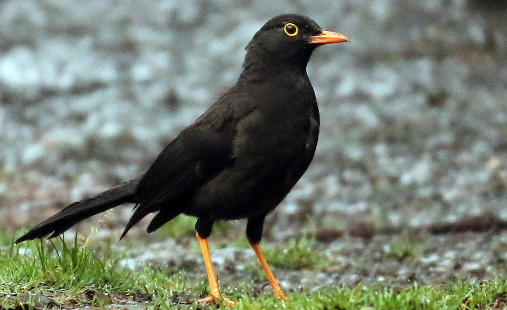 waychega-thrush-glossy-black