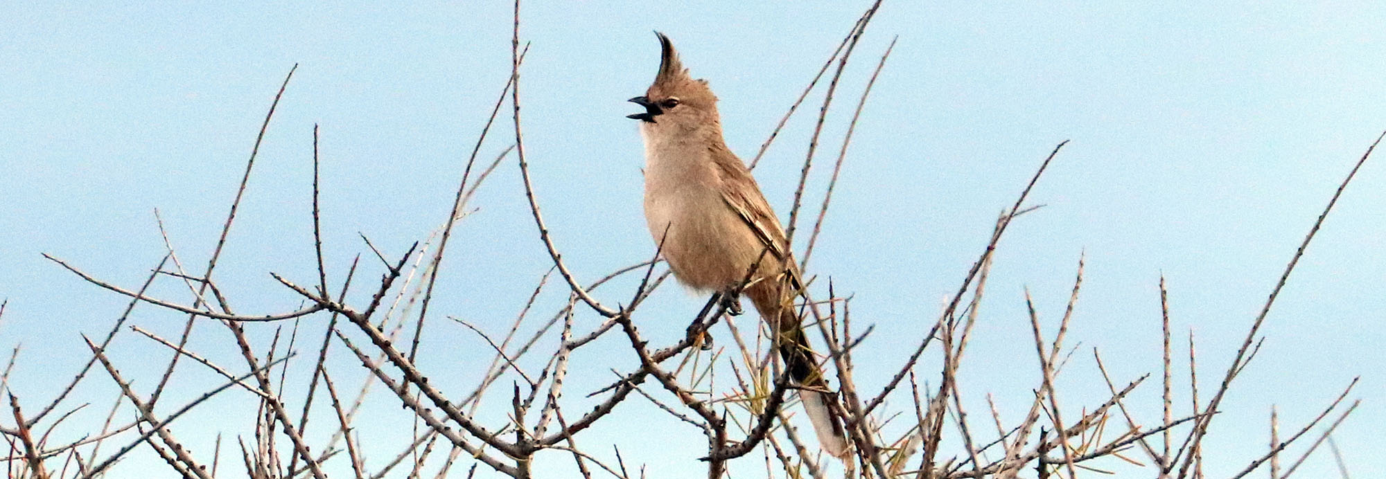 wedgebill-chiming-desert