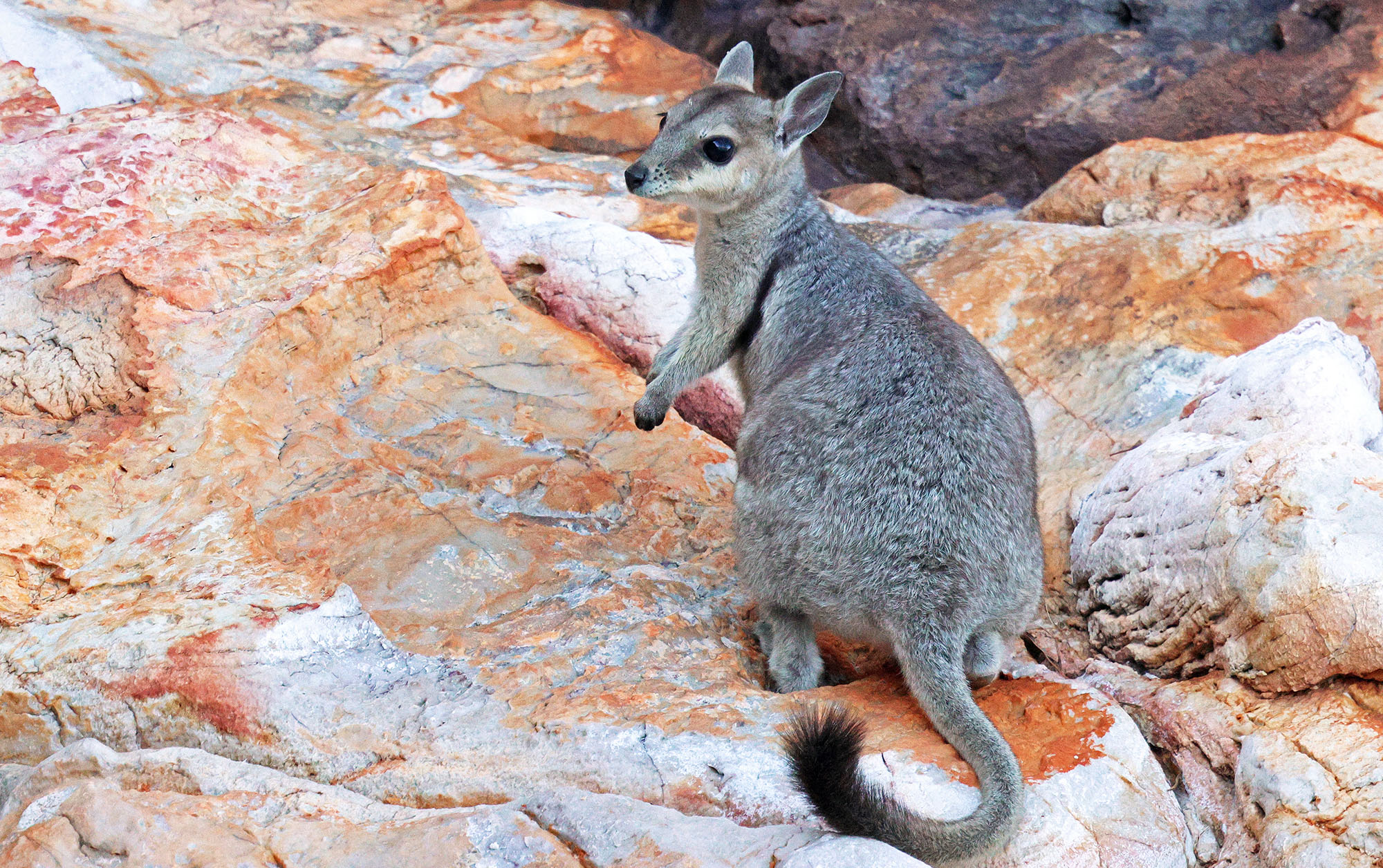 western-short-eared-rock-wallaby-talbot-bay