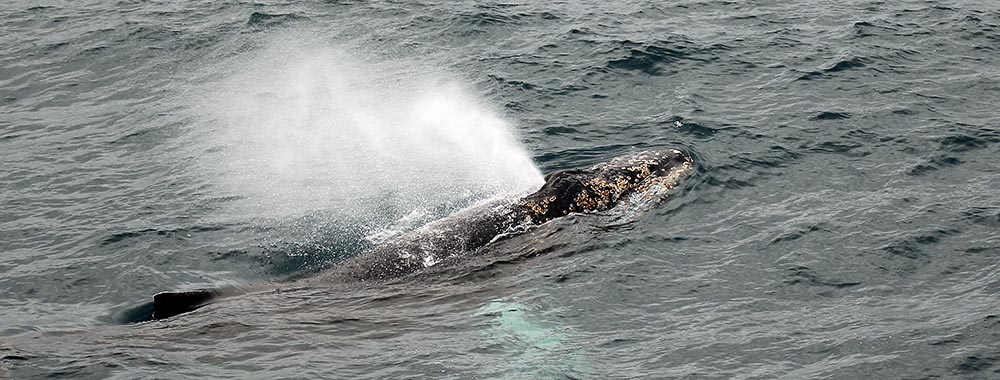 SUBANTARCTIC Ocean