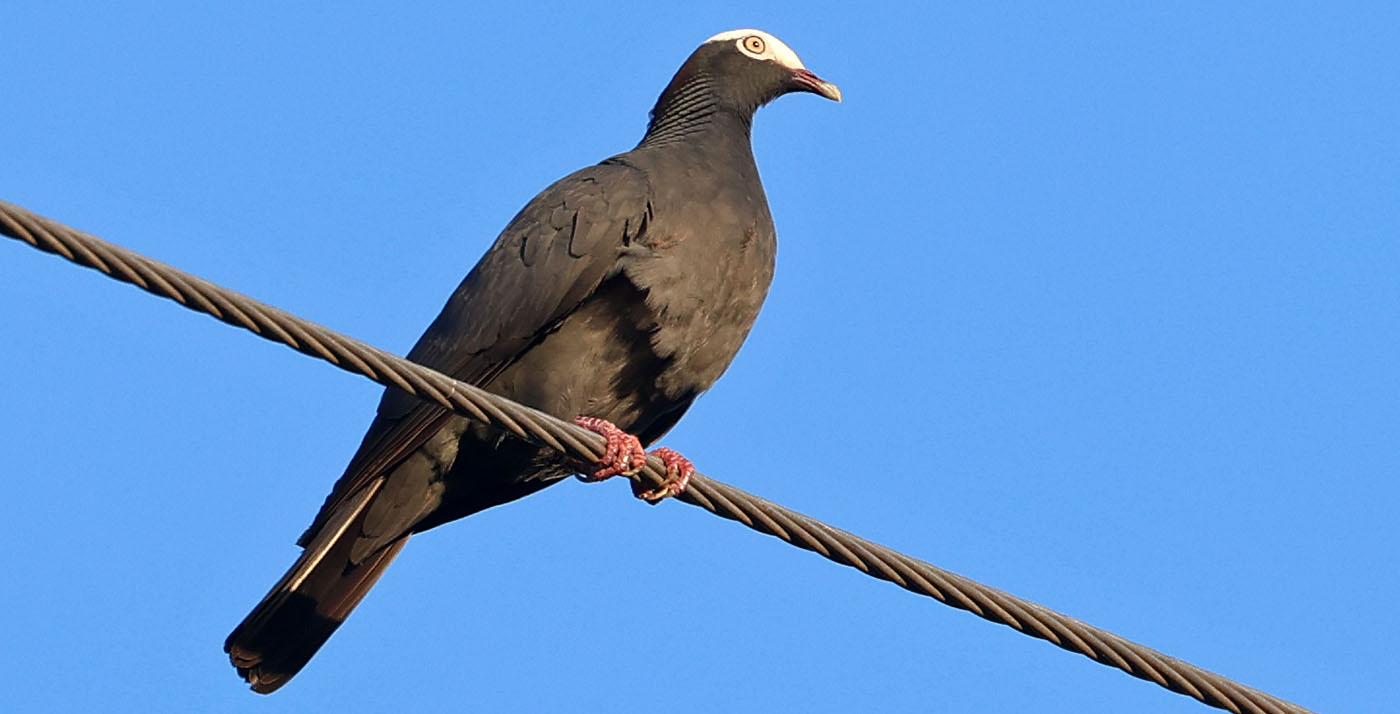 white-crowned-pigeon-antigua