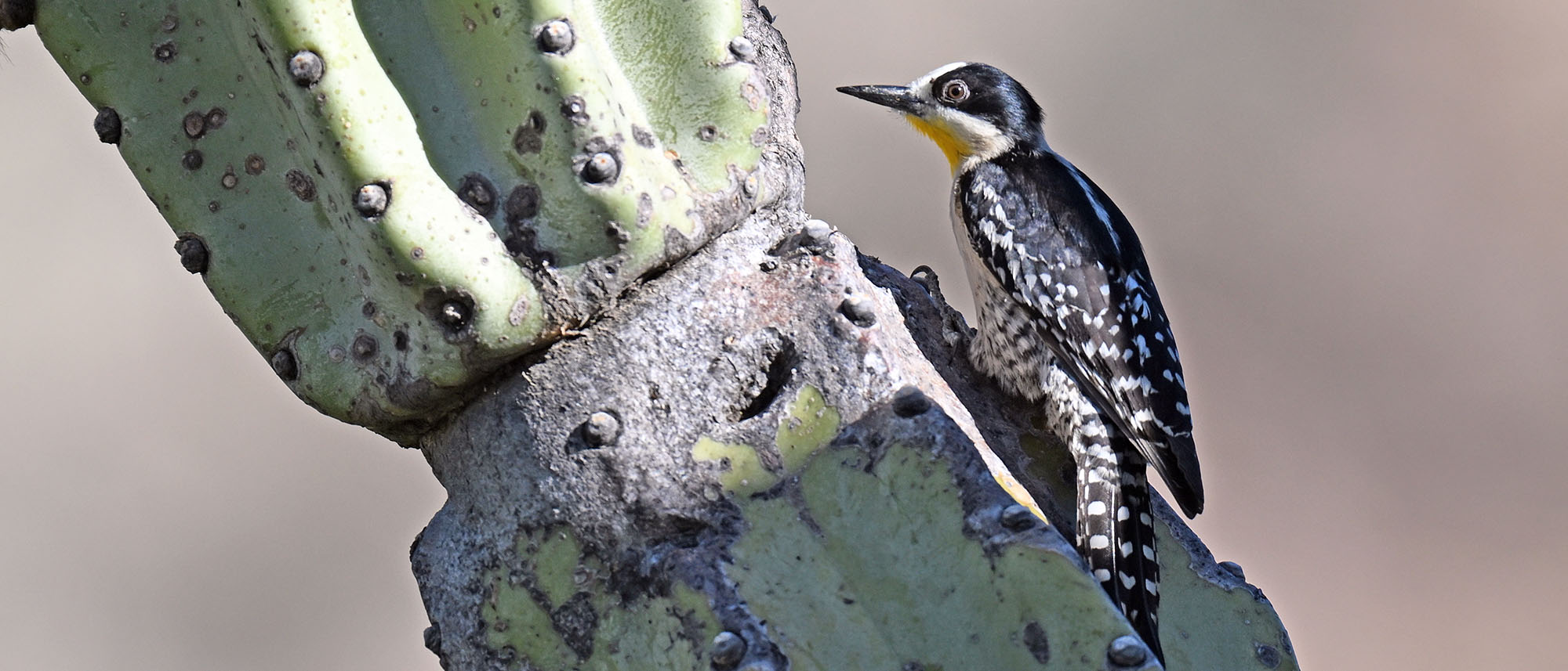 red-macaw-lodge-white-fronted-woodpecker
