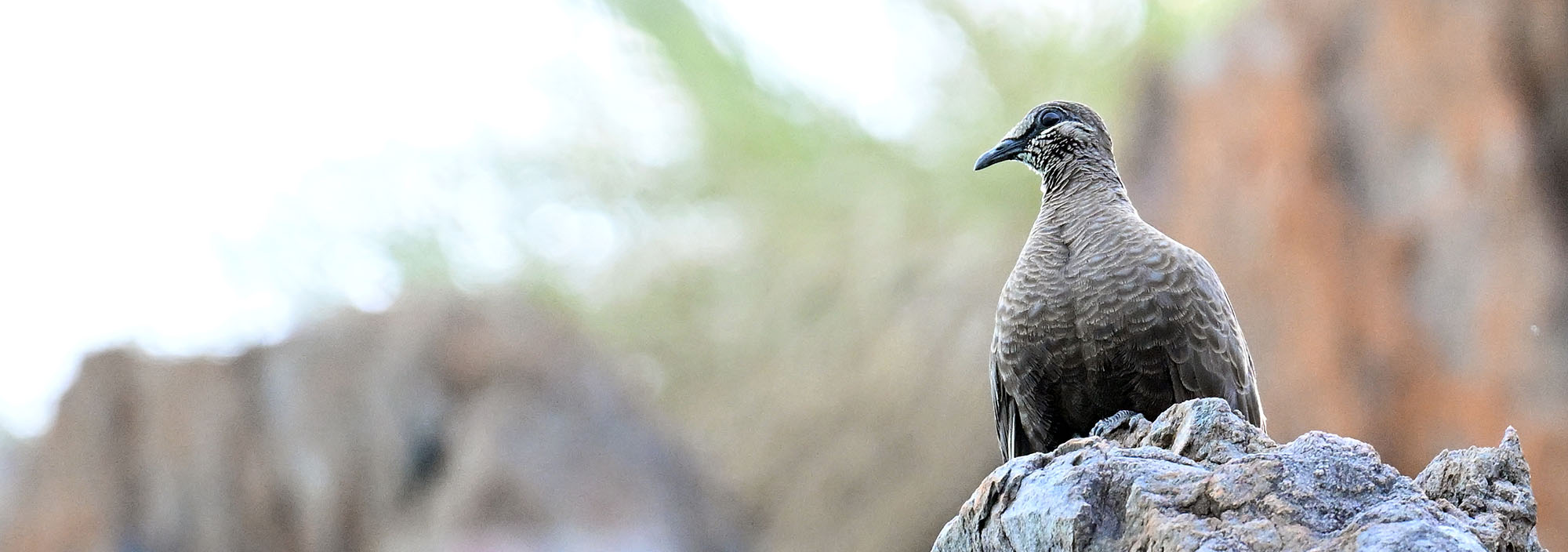 white-quilled-rock-pigeon-talbot-
