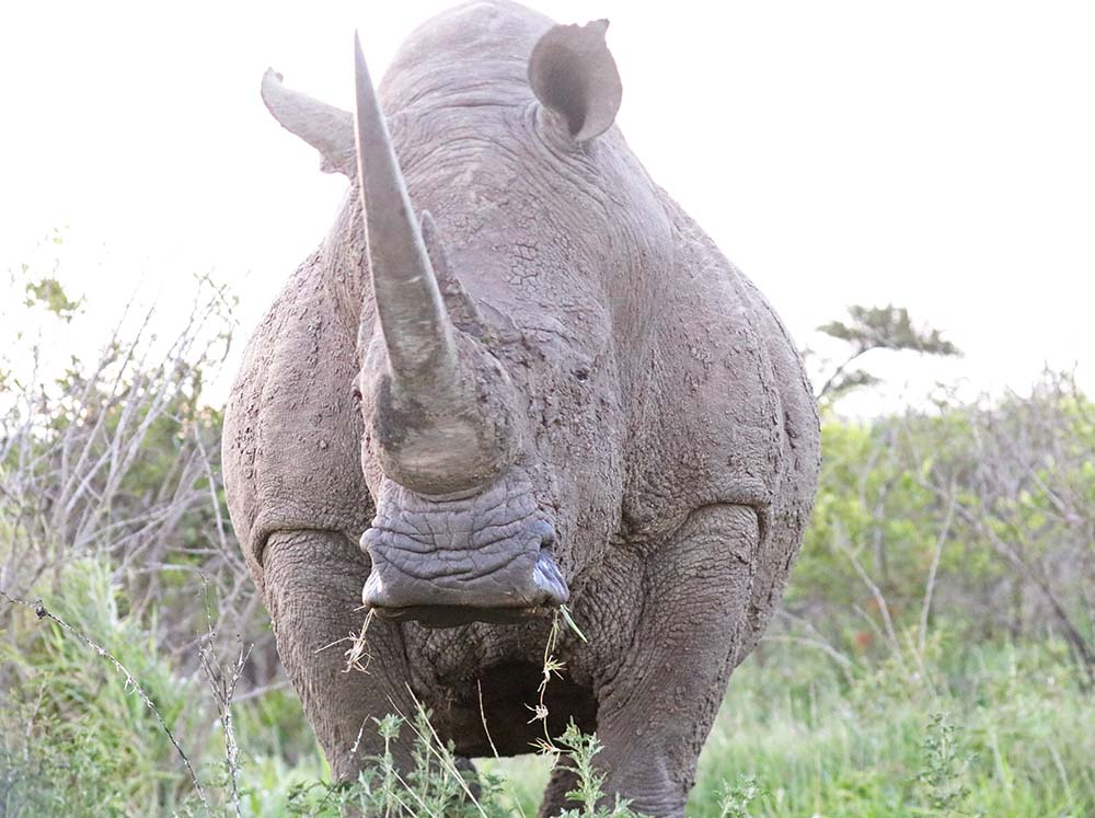 rhino-white-hlulwe
