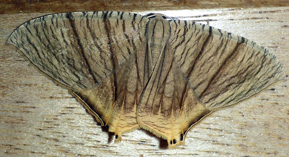 wildsumaco-brown-moth