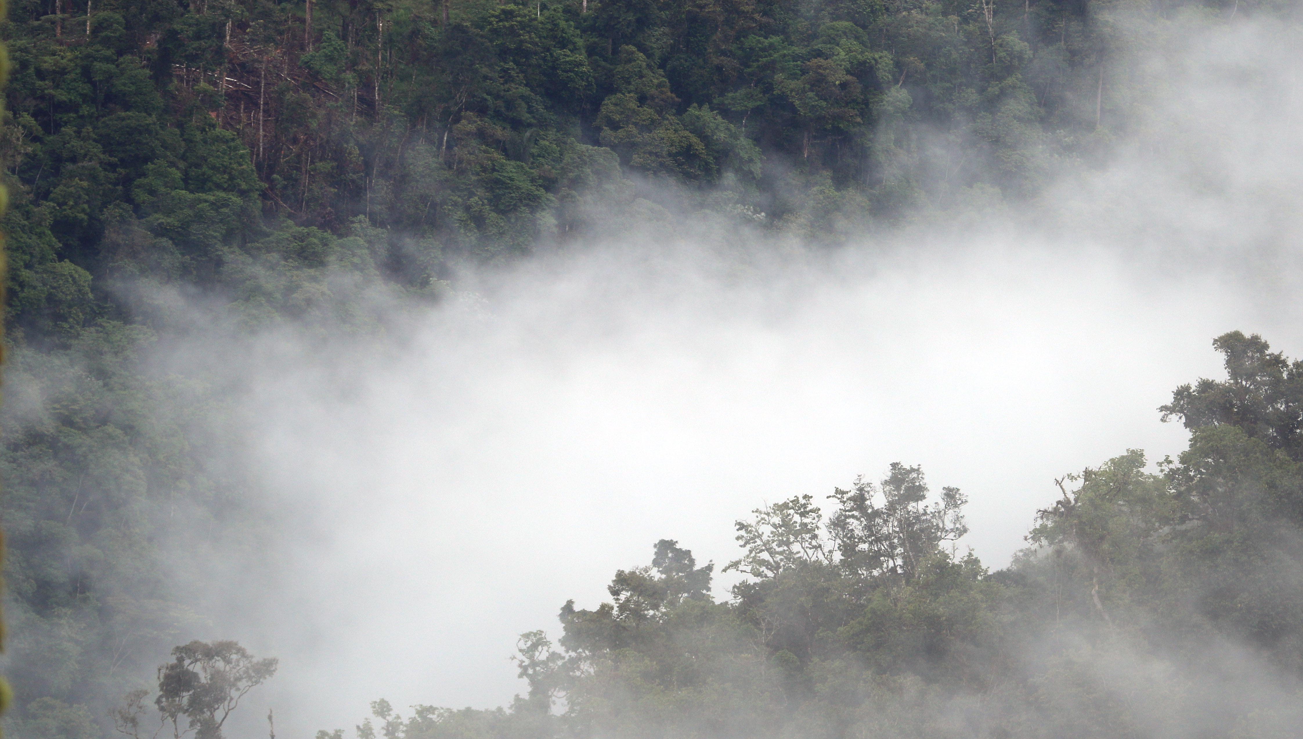 Rainforest at Wildsumaco Lodge (image by Damon Ramsey)