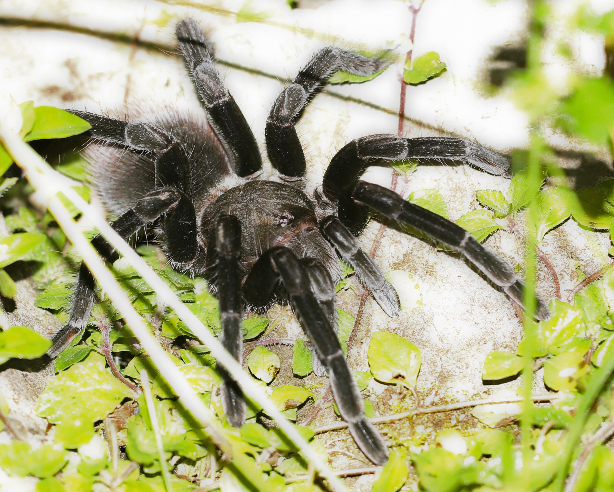 title-page-tarantula