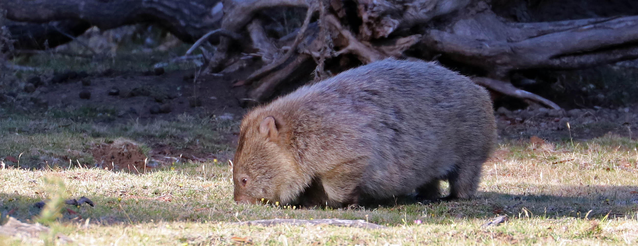 wombat-maria
