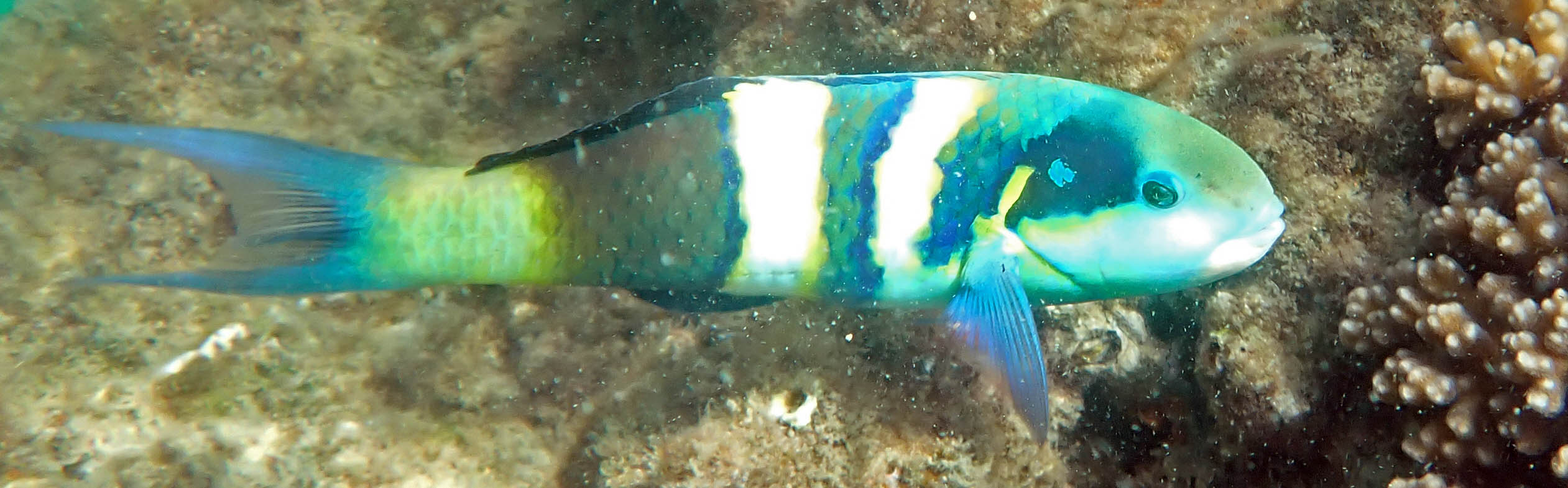 wrasse-black-barred-tangalooma