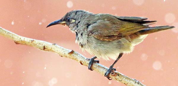 wyndham-brown-honeyater