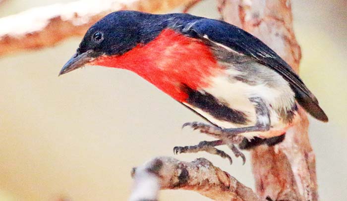 wyndham-mistletoebird