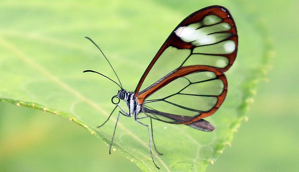 manu-paradise-lodge-glass-butterfly