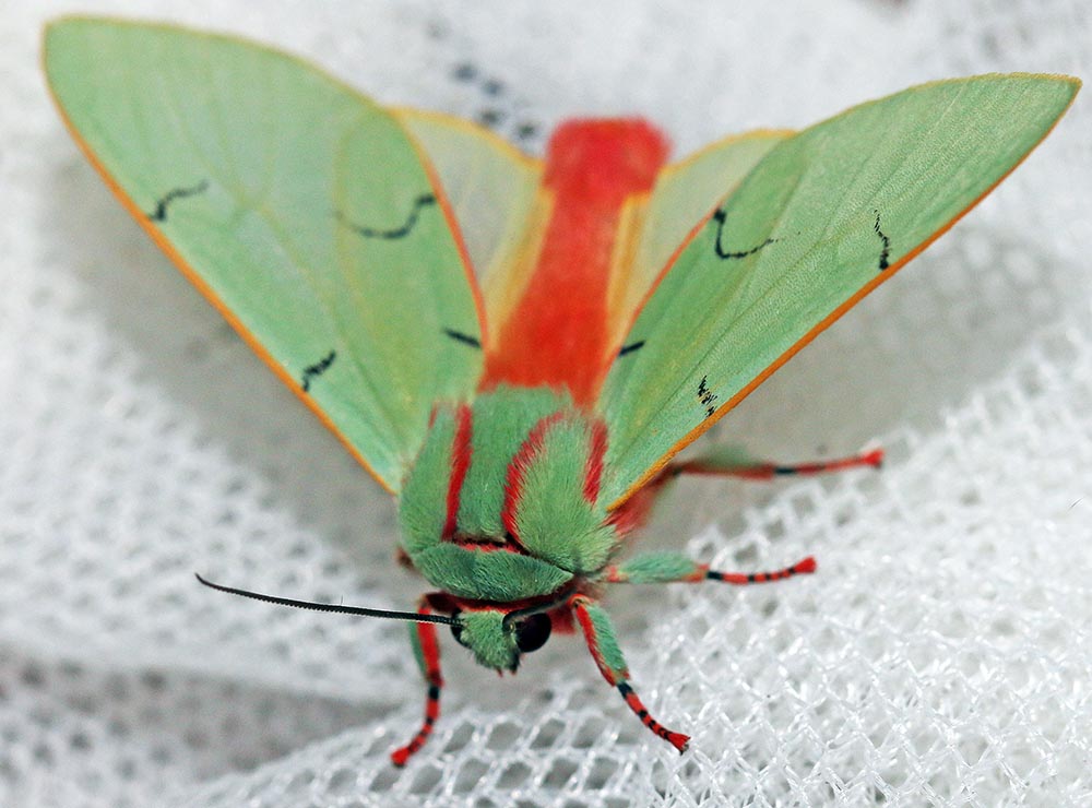 manu-paradise-lodge-green-moth