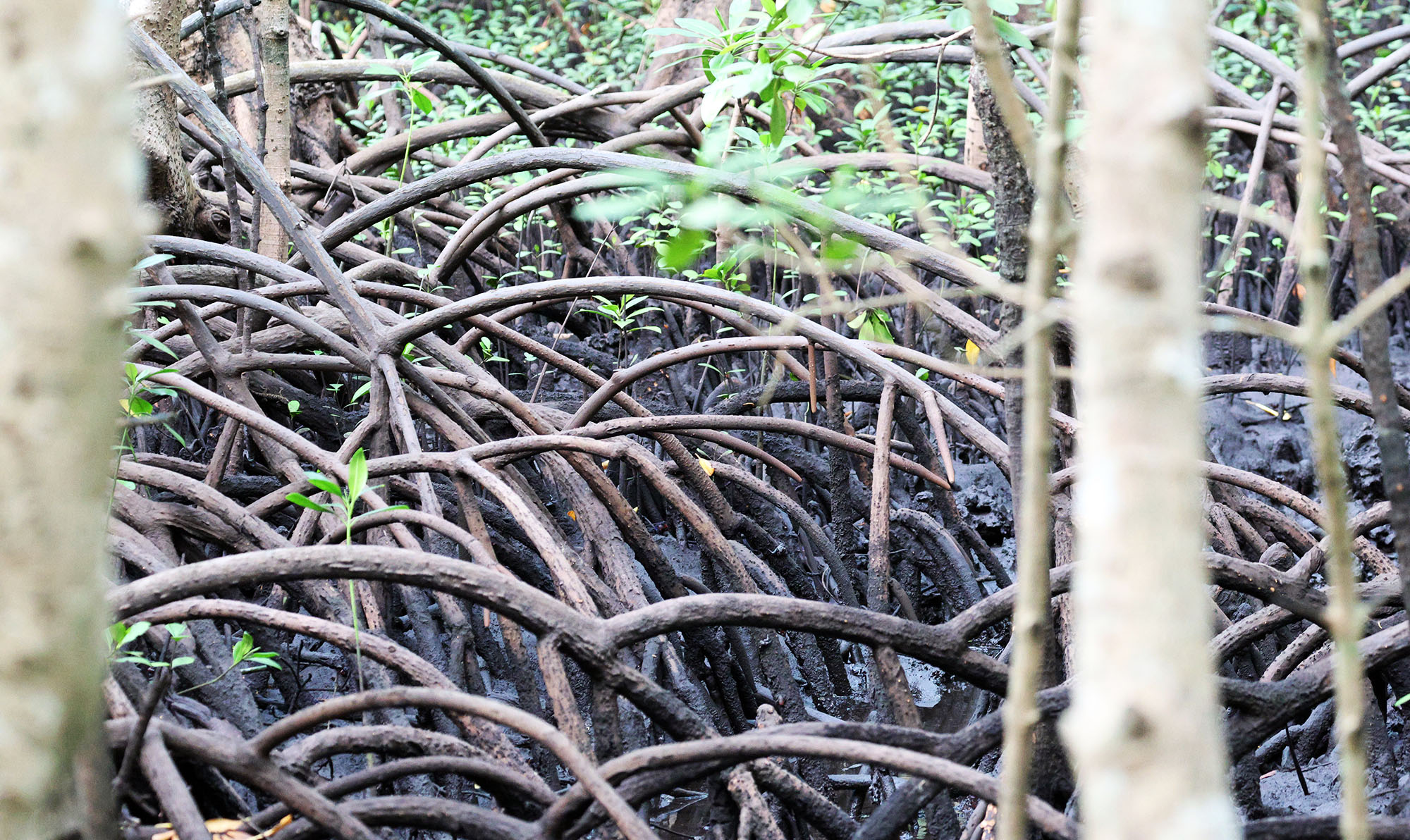 rhizophora-zanzibar-