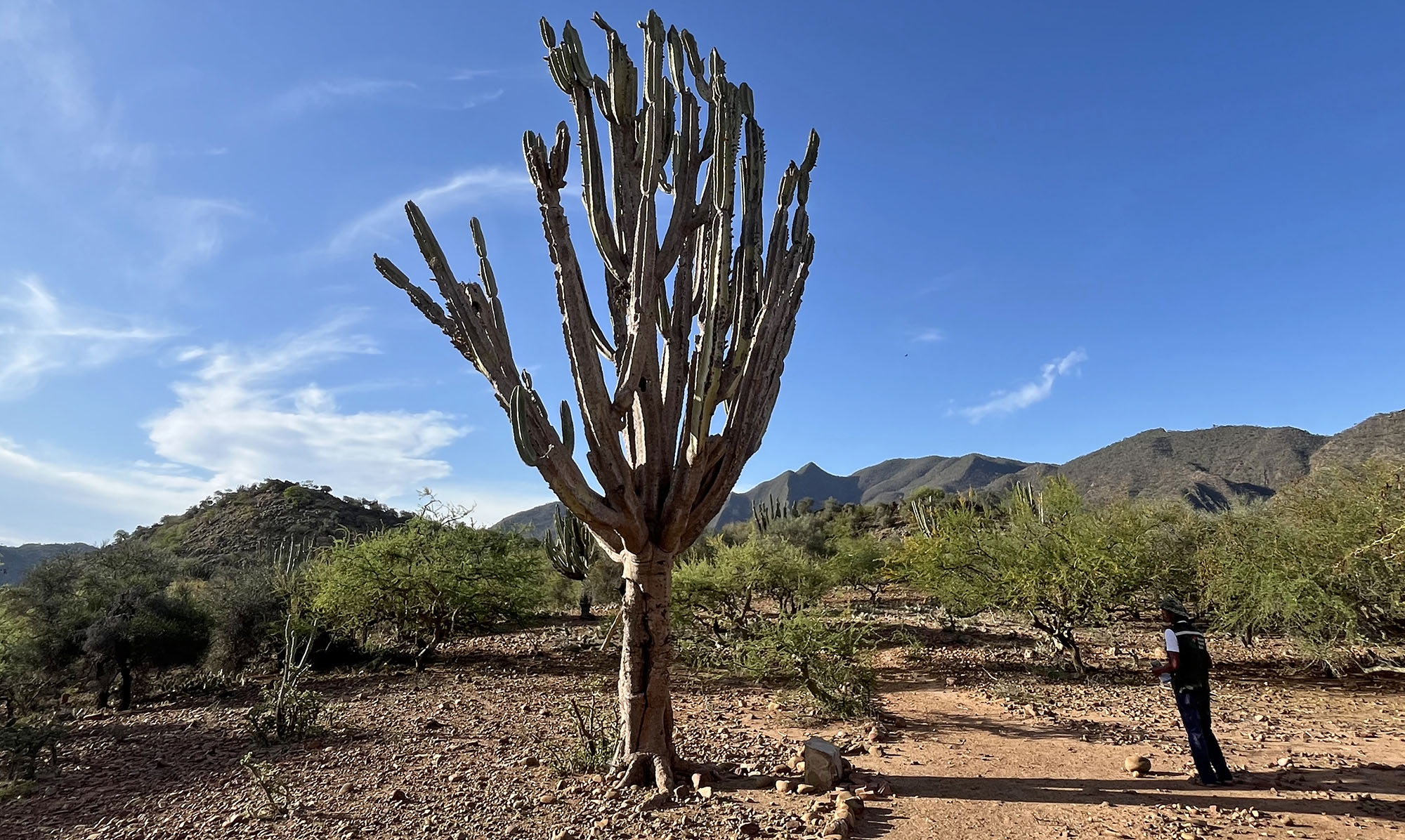 cactus-huge-with-guide