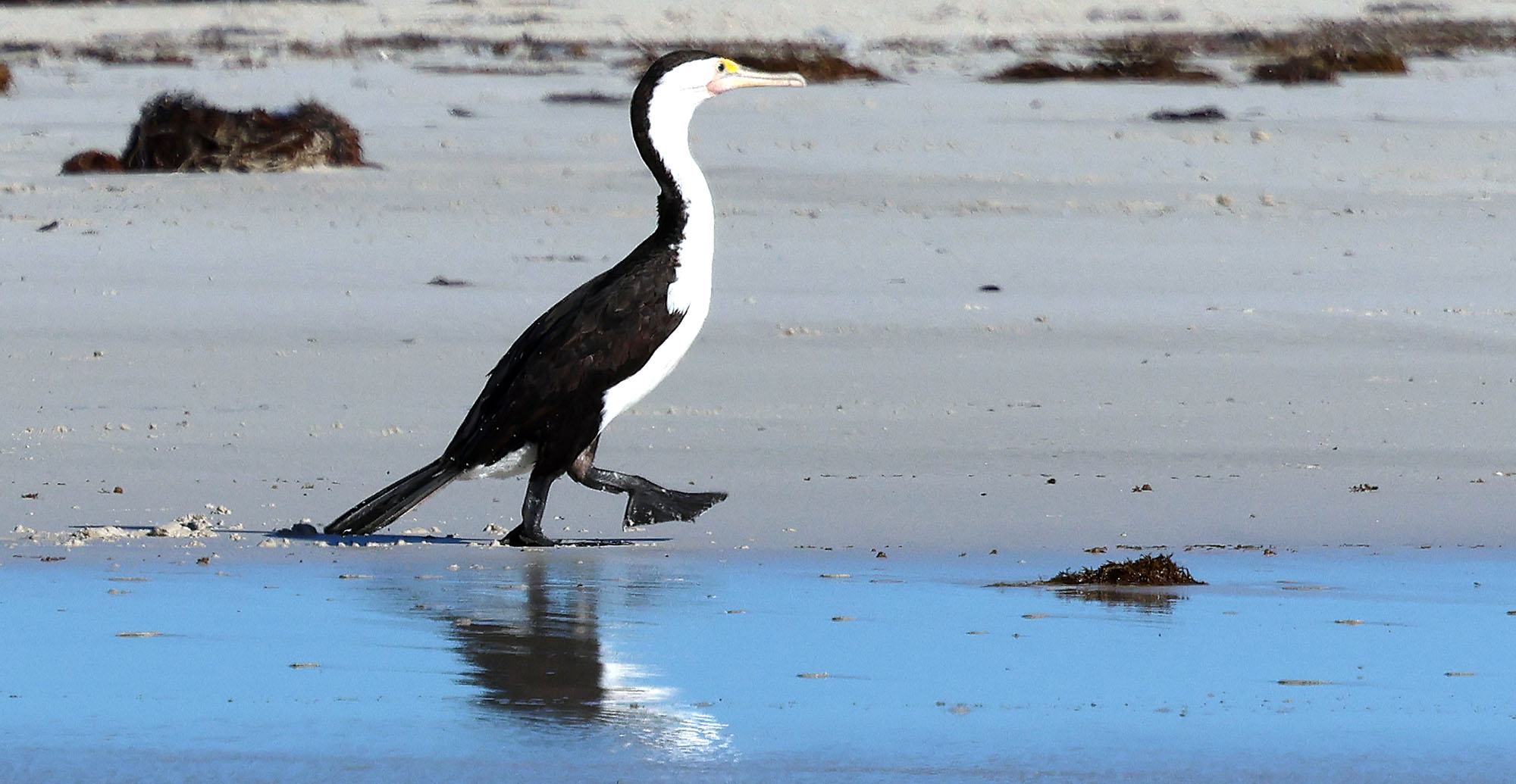 cormorant-adele-