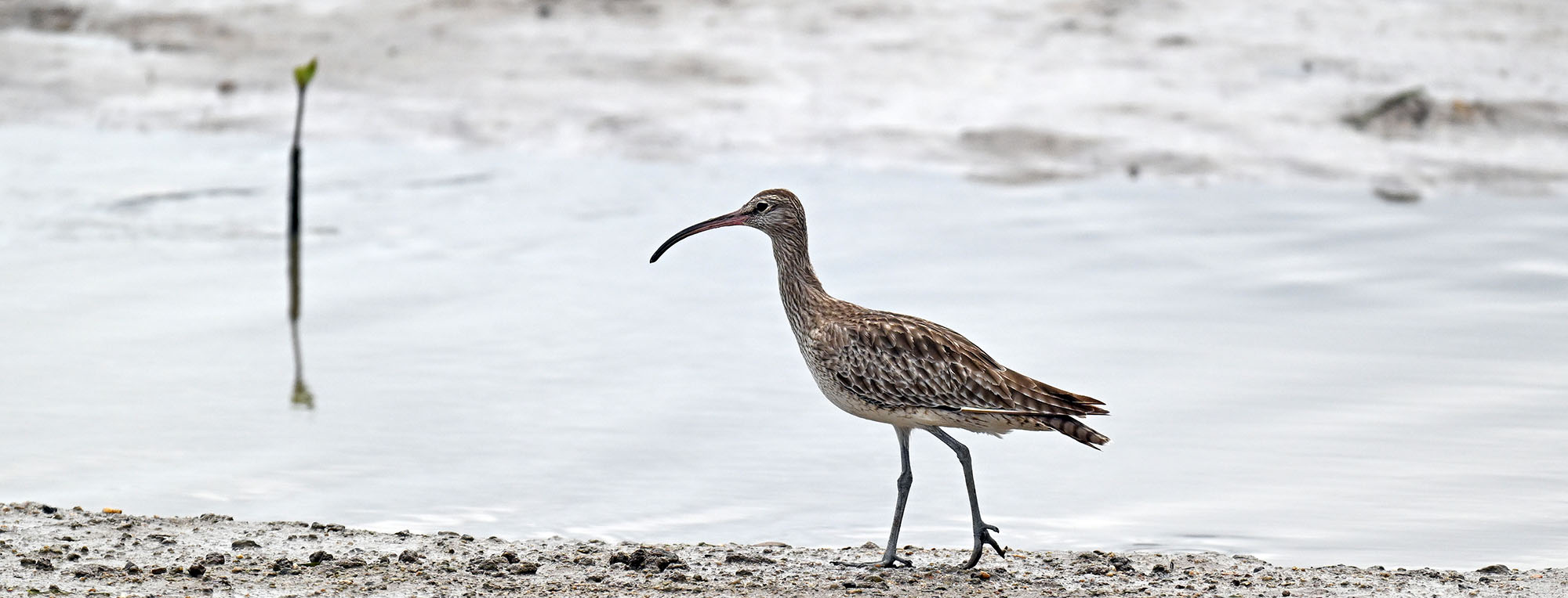 wader-on-mud-mangrove-seedling-background-cairns-esplanade- wader-on-mud-mangrove-seedling-background-cairns-esplanade-