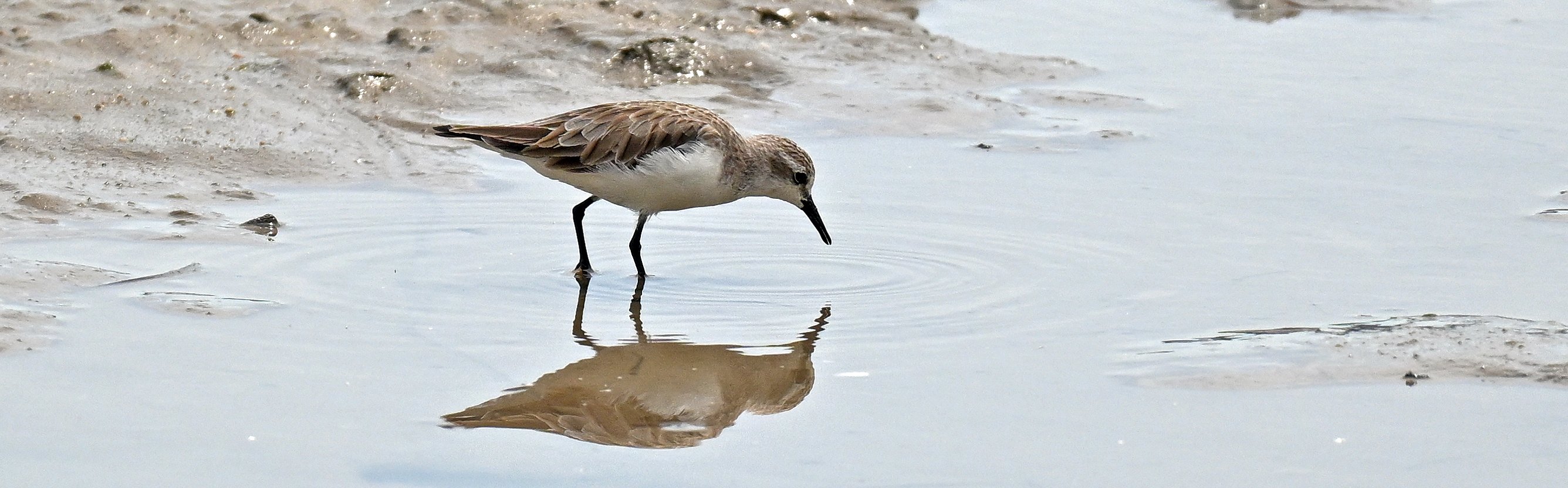 wader-on-cairns-esplanade- wader-on-cairns-esplanade-