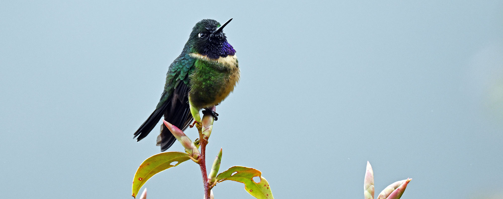 death-rod-amethyst-throated-hummingbird