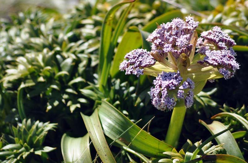 Anisotome latifolia-aucklands