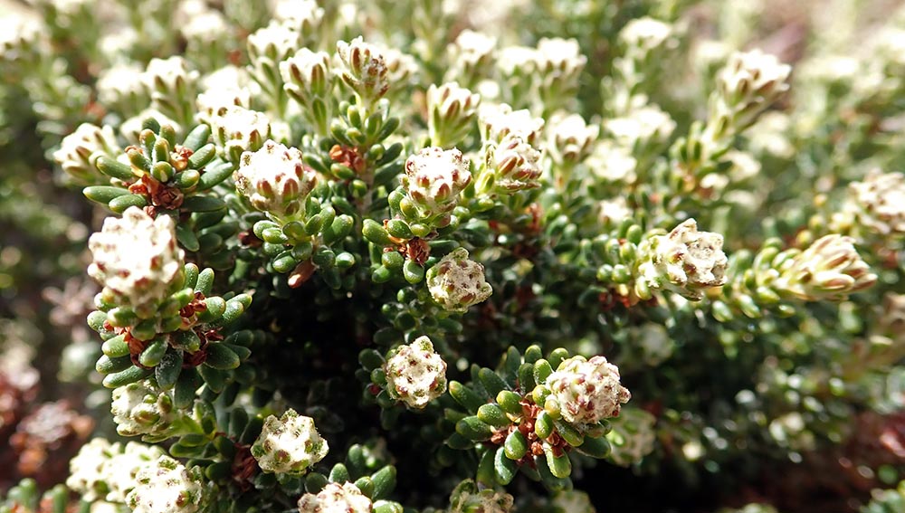 Baccharis magellanica-Christmas-Bush