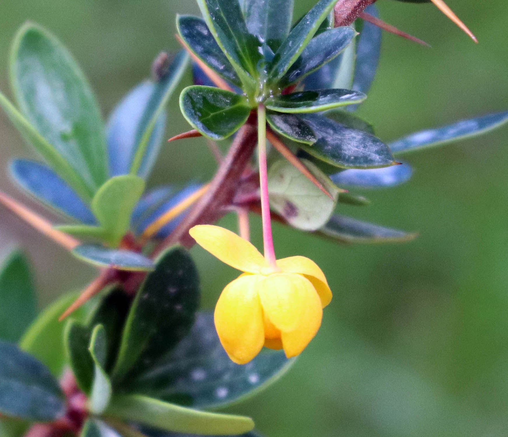Berberis-microphylla-magellan-barberry-puerto-williams