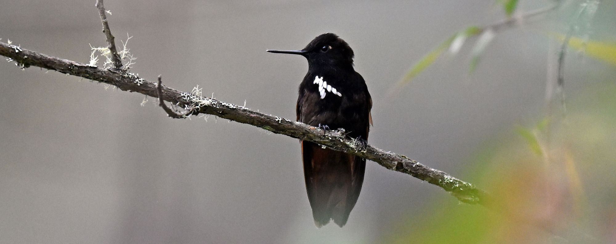 jucumari-black-hooded-sunbeam-